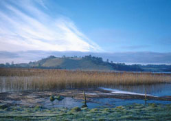 Reeds & Noggin by Steve Neale